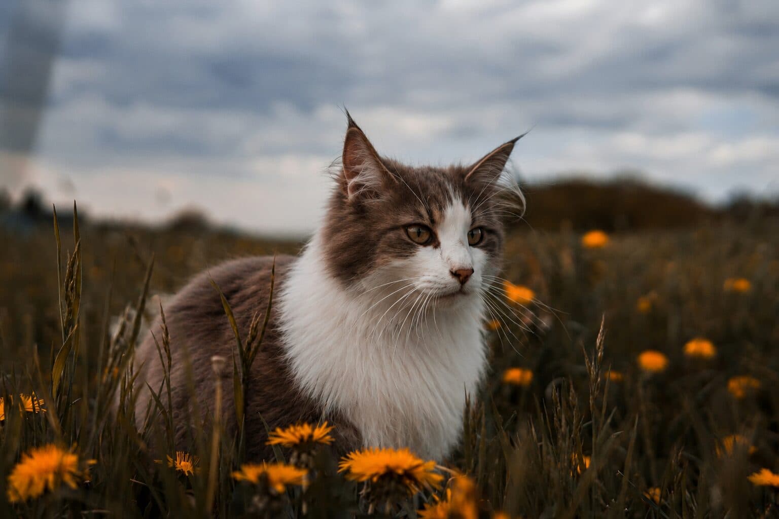 Cat Grooming Preview after