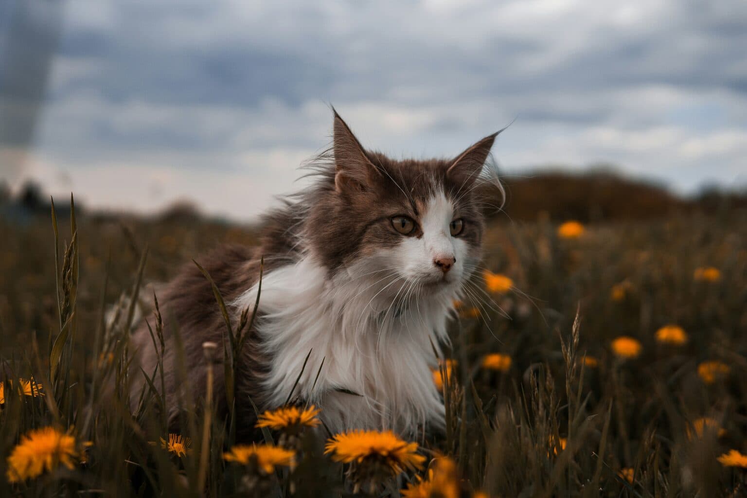 Cat Grooming Preview before