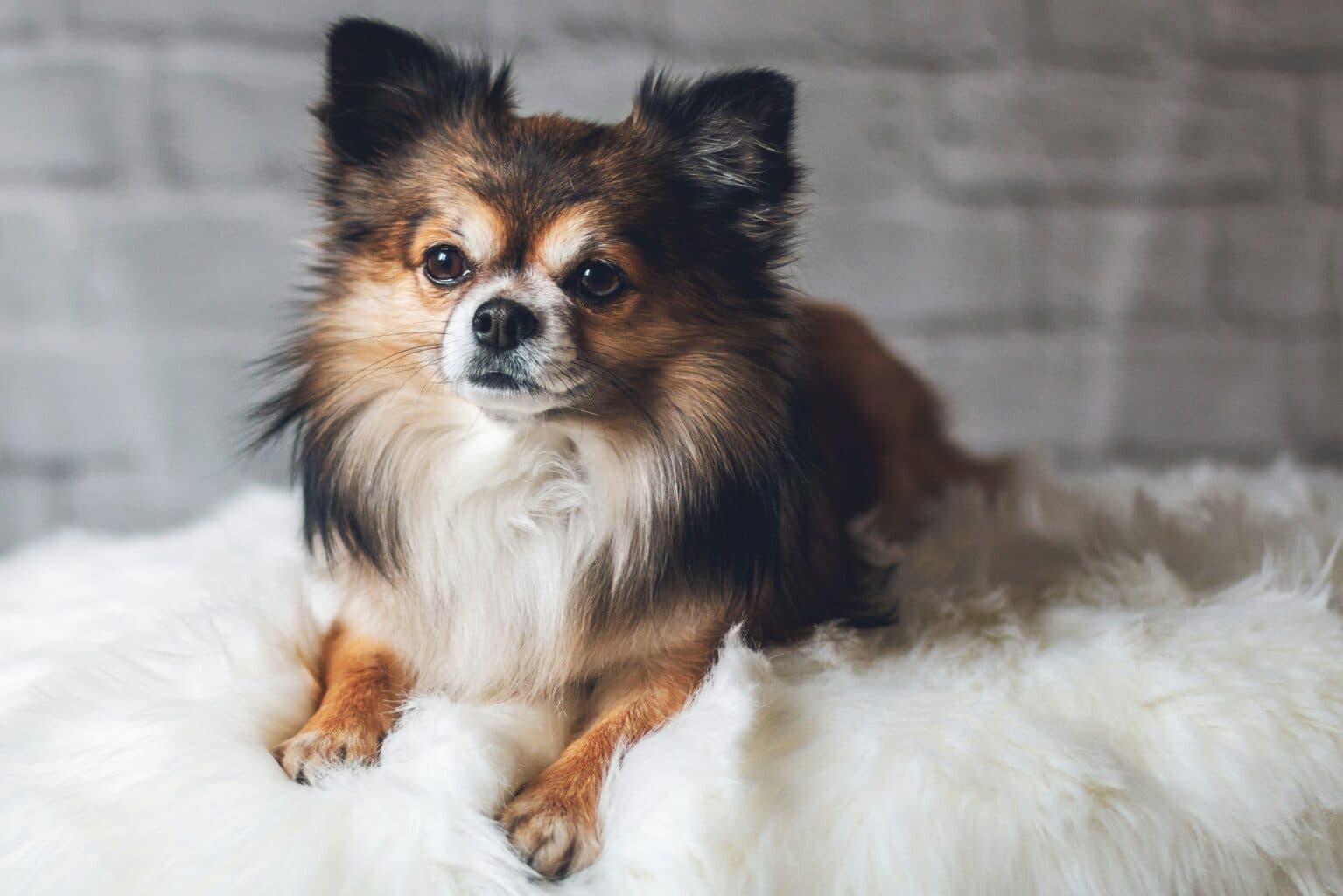 Dog Grooming Style Preview before